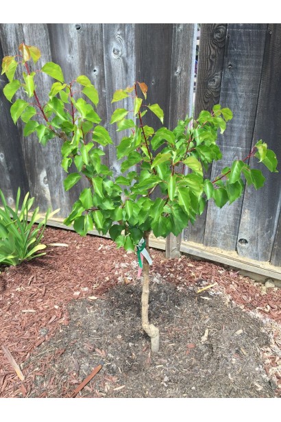 Абрикос Меджік Кот - дерево в сад